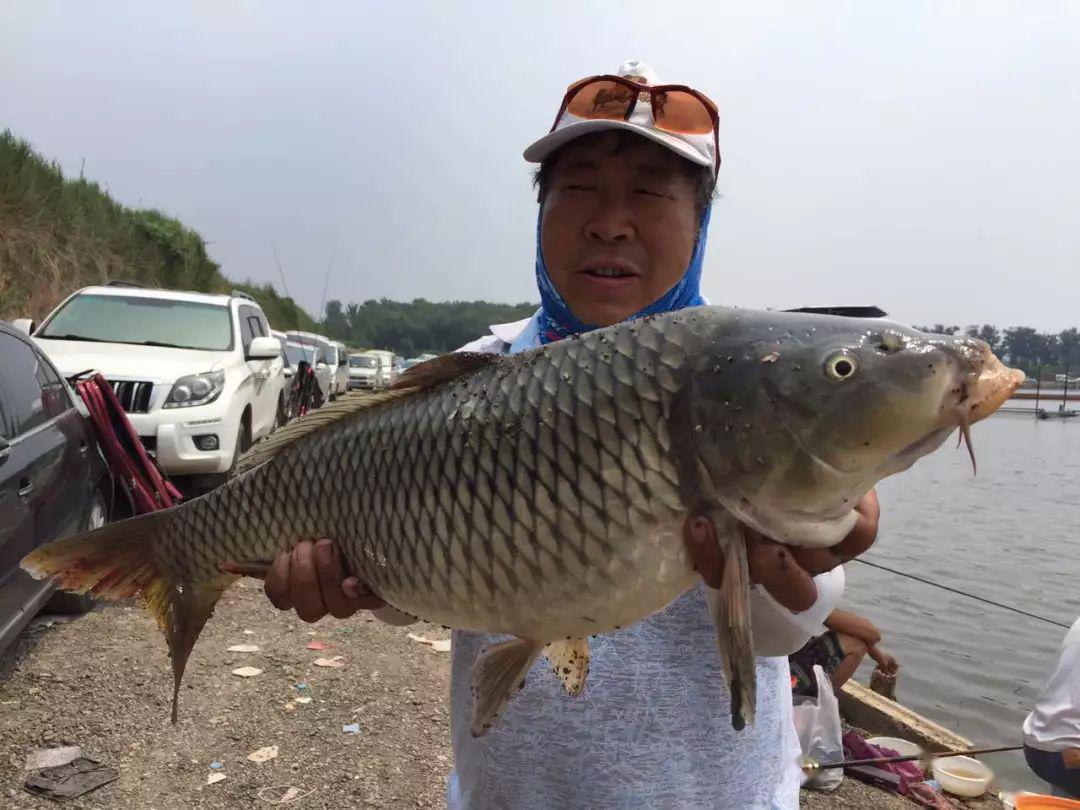 春夏之季鲤鱼口轻难钓找准原因钓鲤鱼不是难事