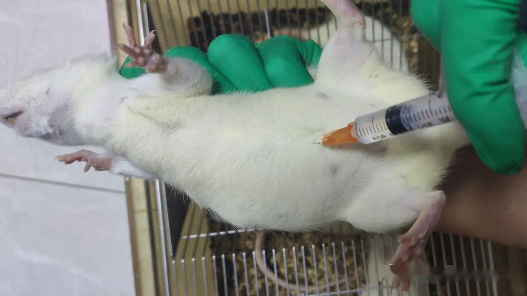 医学实验手册:动物给药