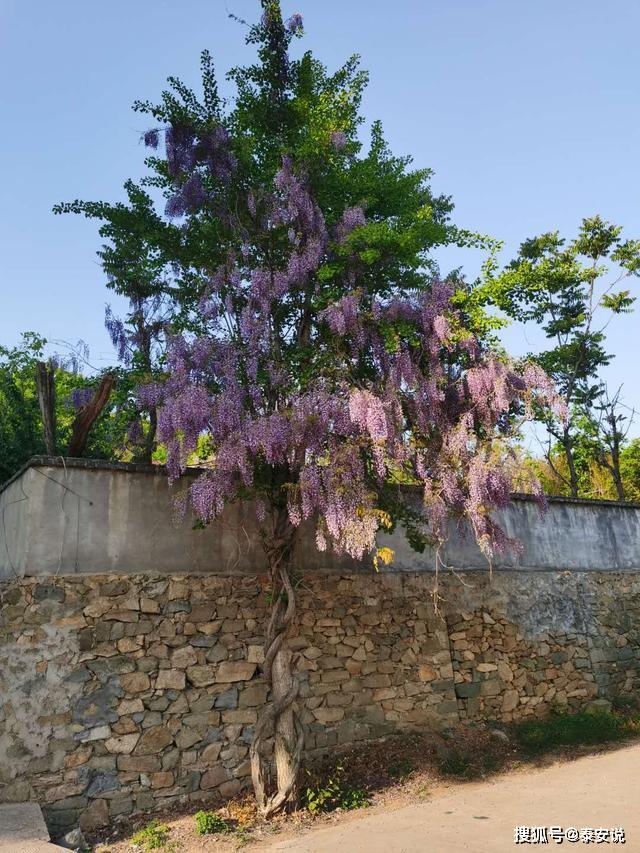 原创树坚强泰安诞生新的网红打卡地五一假期推荐