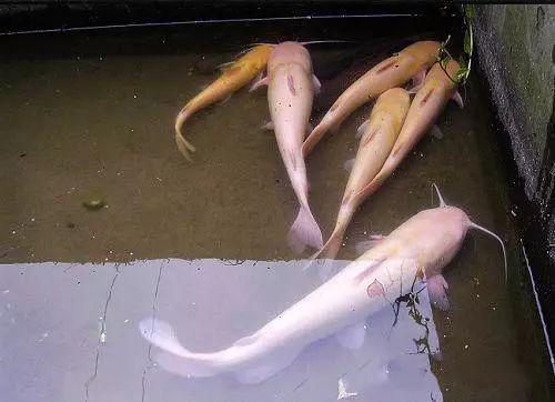 这种养殖塘20元一斤的鱼本地钓友它叫红鲨