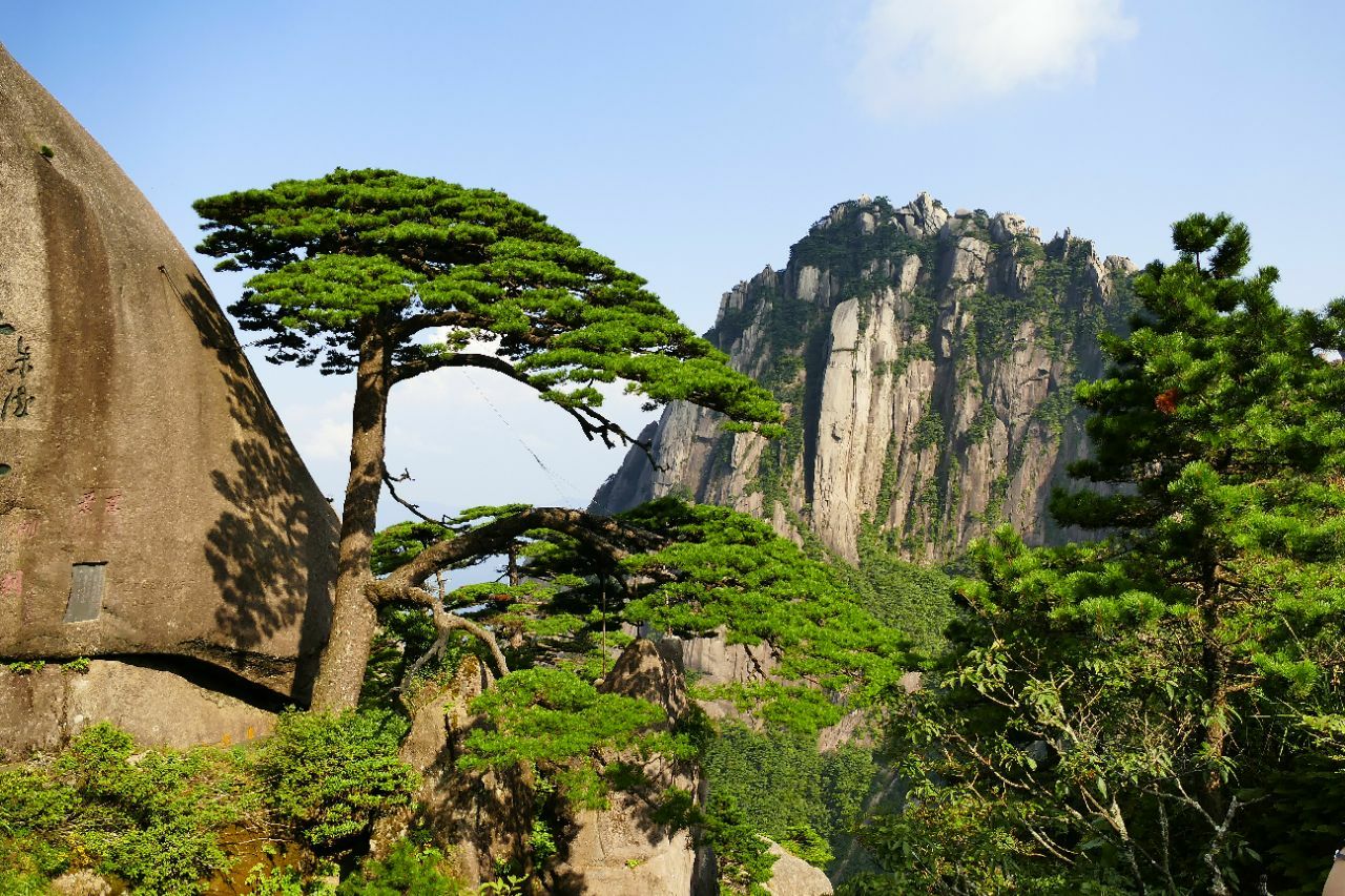 黄山迎客松图片大全图片