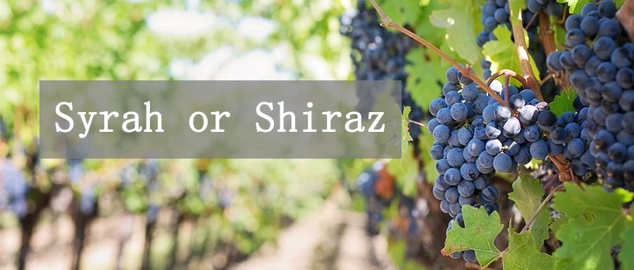 在法国,西班牙,美国,智利等葡萄酒产国被叫做 "syrah(西拉)".