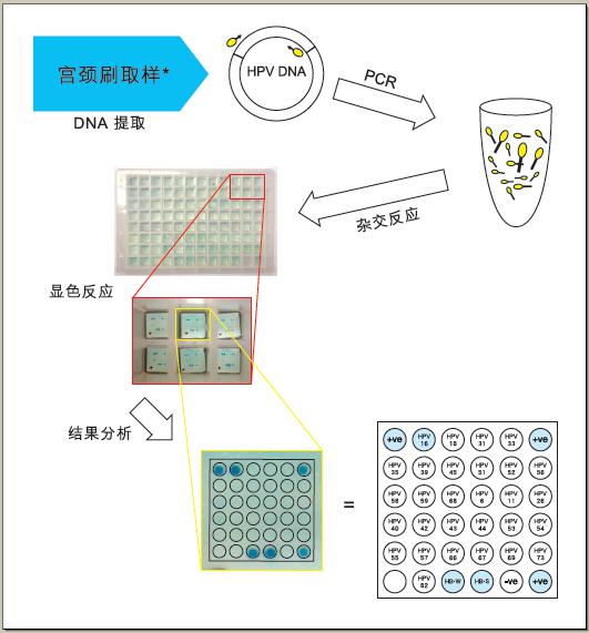 分子诊断技术专题新型基因芯片技术应用于高通量基因分型检测