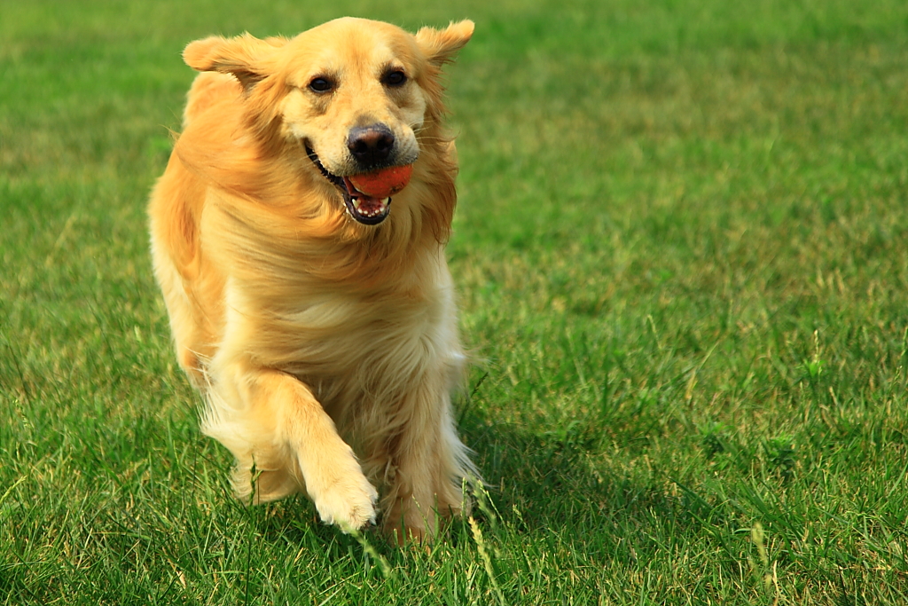 金毛竟然是拉布拉多"远房亲戚",它们到底有多像,让人惊掉下巴_狗狗