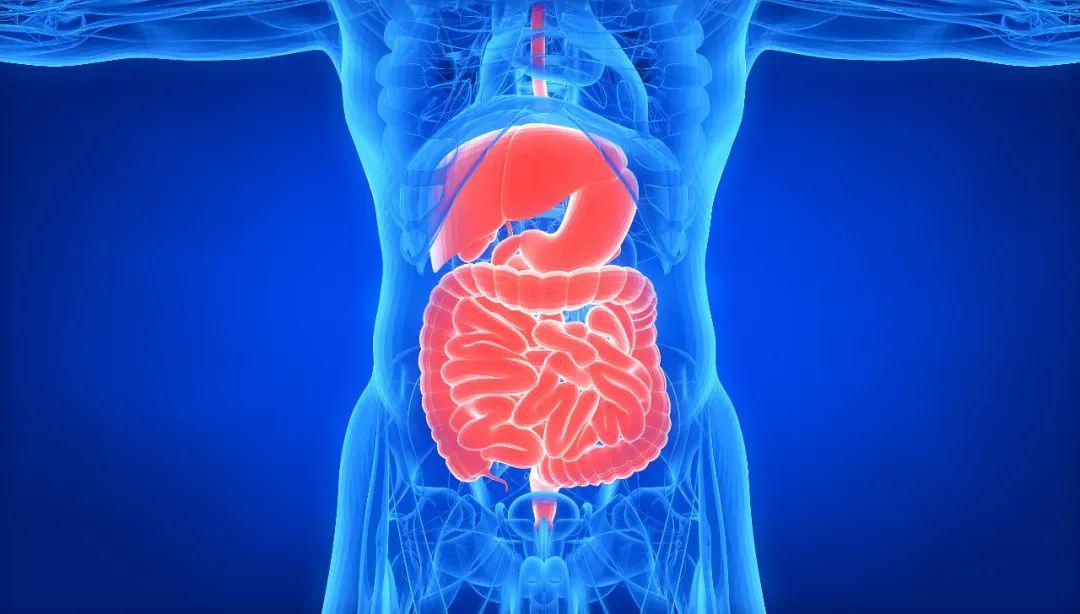 身体衰老时间表这些器官20多岁就开始老化了