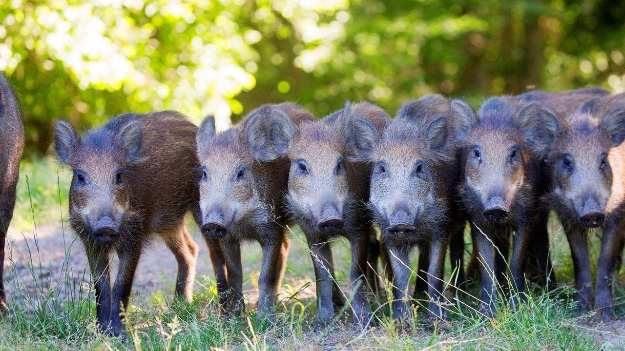 养不了美国150万头生猪因疫情急需处理数量还在上升