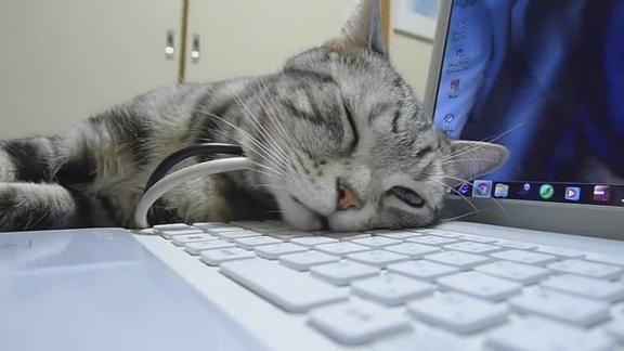 一只超粘人的猫看到主人用电脑就过来撒娇卖萌