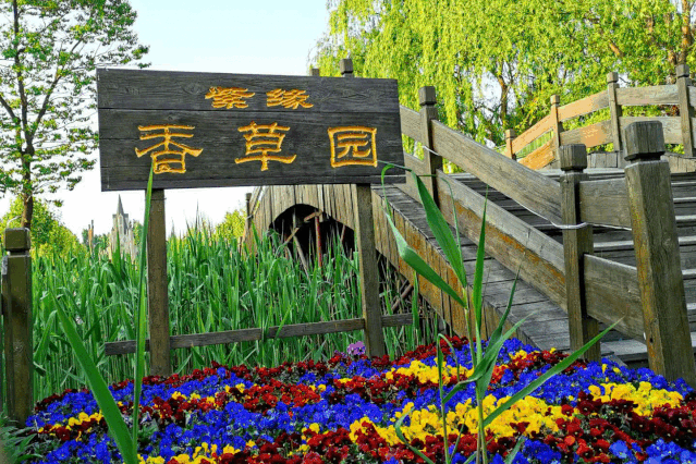 与花海相遇和快乐有约紫缘香草园五一嗨出新花young