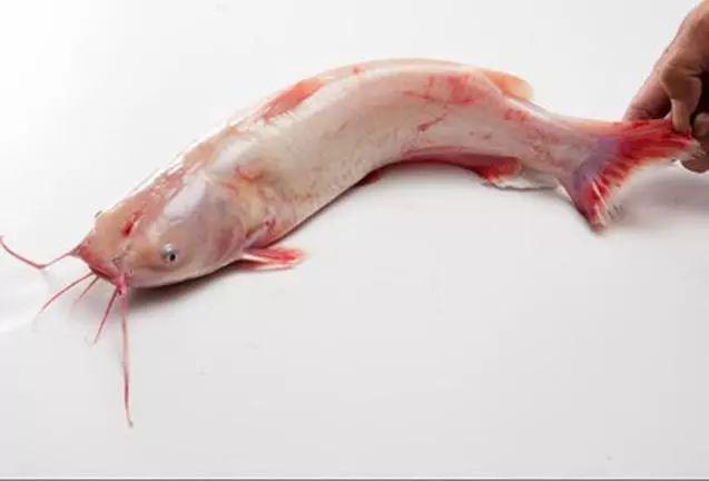 这种养殖塘20元一斤的鱼本地钓友它叫红鲨