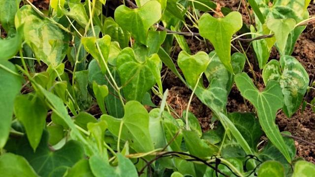 黄姜高产栽培管理技术,简单实用,值得收藏!_种植