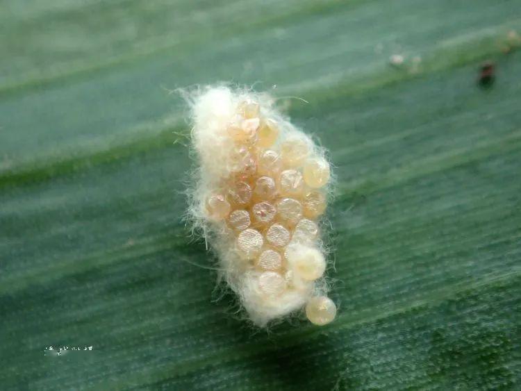 卵 -----03出土不久的成虫雄性成虫雄性成虫(腹面,足不全)雄性