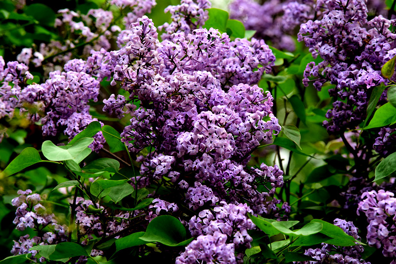 原创咏丁香五首