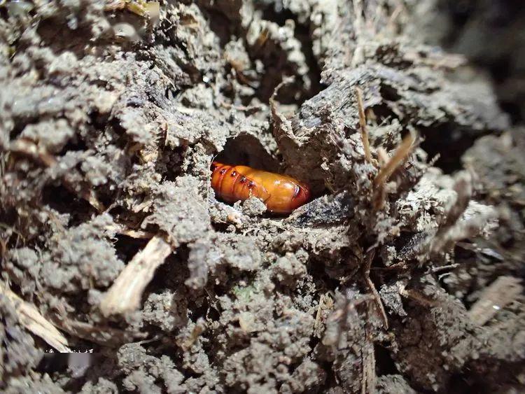 寄生蝇 -----蛹中的寄蝇(寄蝇成虫,寄蝇蛹壳,被寄生的草地贪夜蛾蛹)