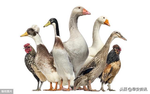 鸡鸭鹅