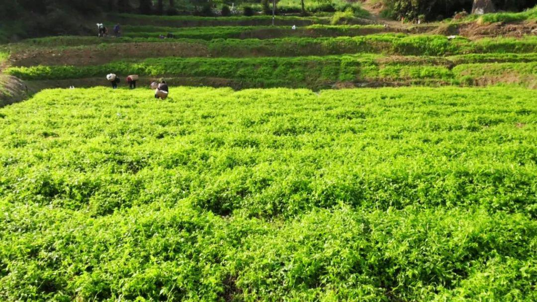 直播预告明早10点主播邀您品军梅绞股蓝