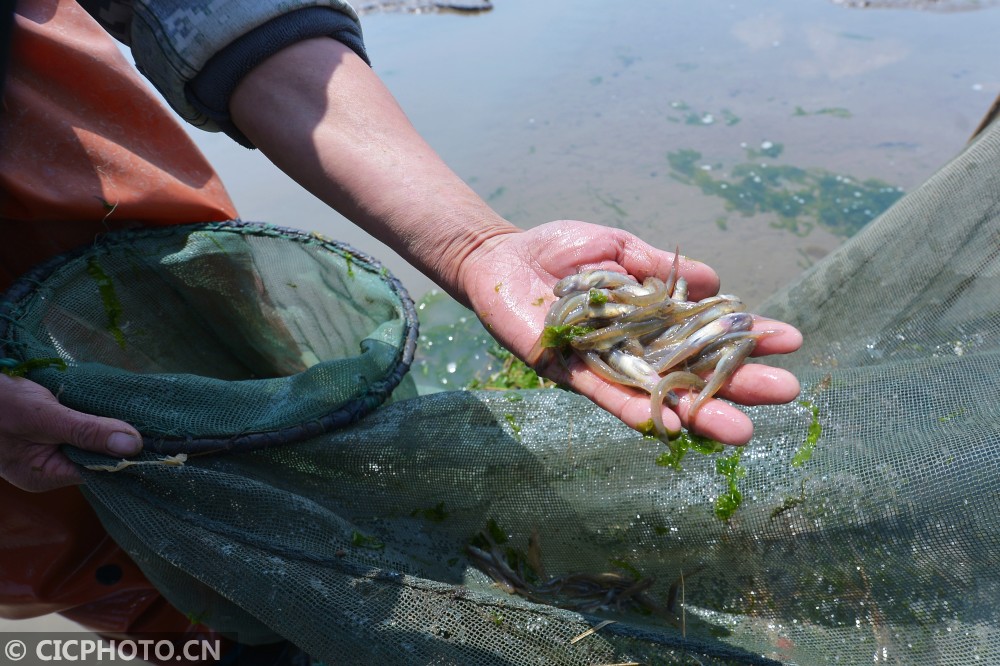 春捕青岛"四小海鲜"之"蚝艮鱼"