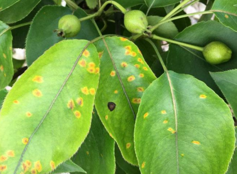 梨树锈病症状发病条件及综合管理防治措施看这里_桧柏