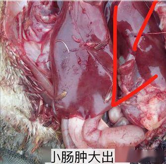 小鹅瘟是养鹅业伤害很大的疾病,小鹅瘟是什么症状呢,怎么治疗好呢?