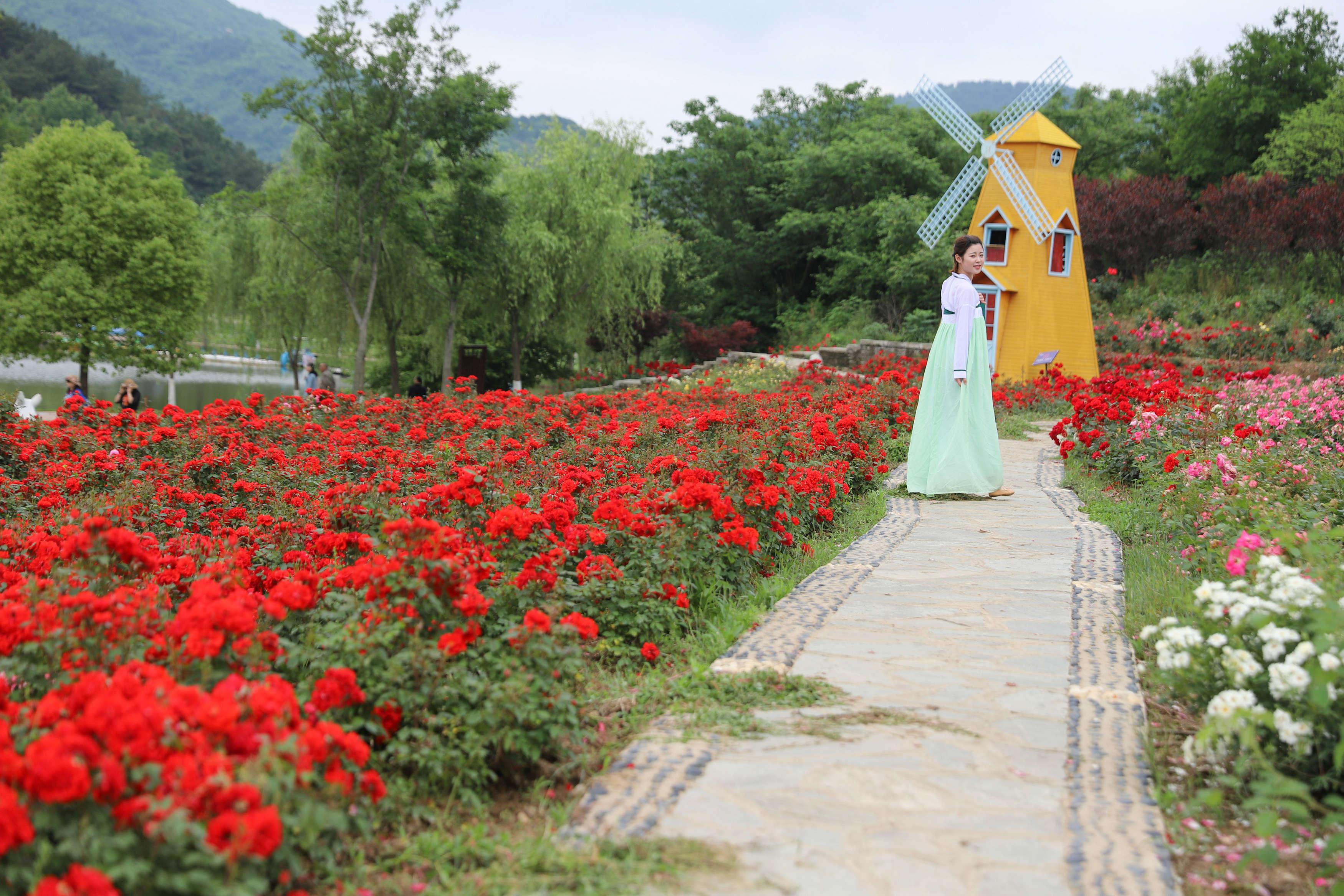 原创武汉近郊,华中规模最大的玫瑰园,花海如簇,无法抗拒的浪漫天堂