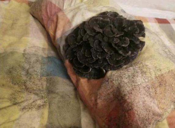 我的被子你长蘑菇了吗