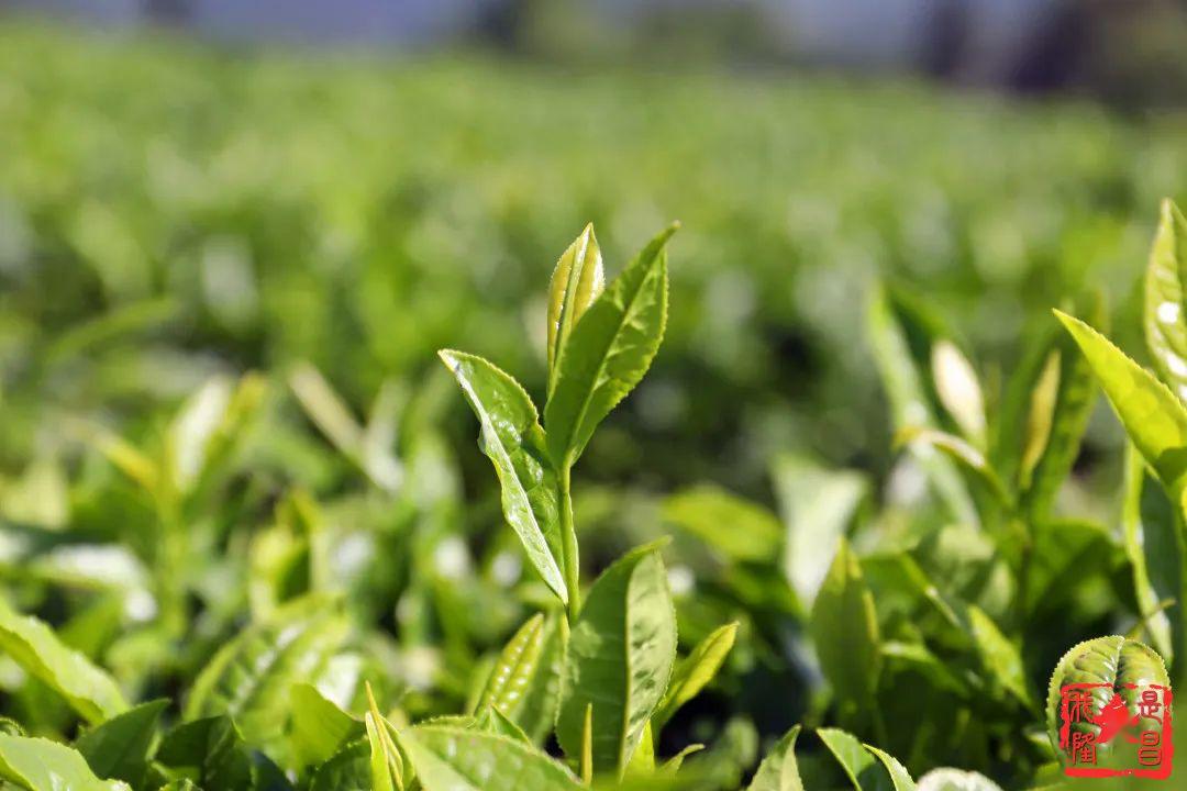 从茶园到茶杯领略隆昌生态茶叶的前世今生