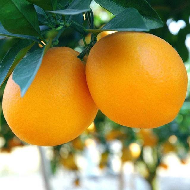 (3)病虫害防治重点防止幼果感染柑橘溃疡病,黑点病及柑橘红蜘蛛,蓟马