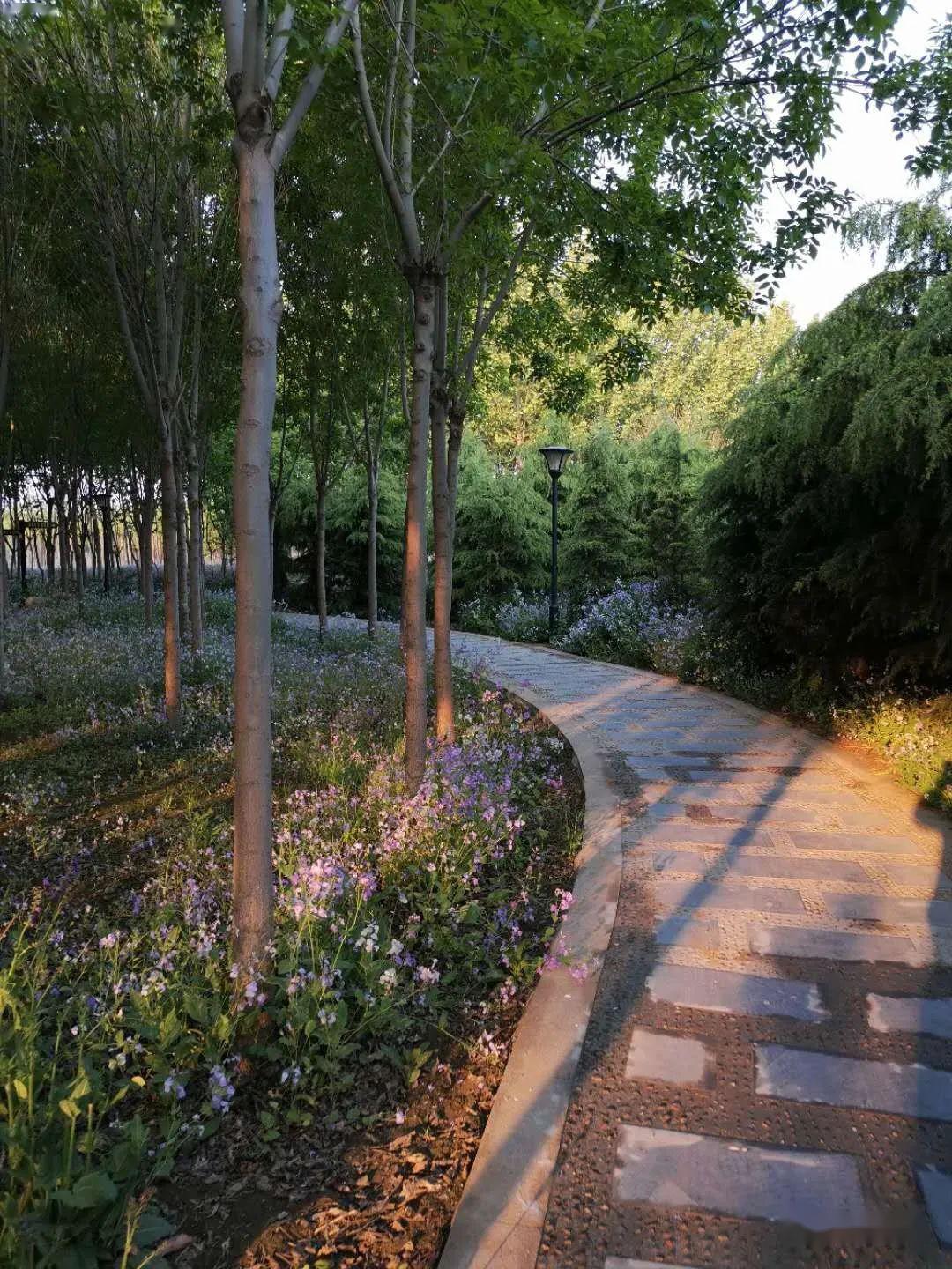 无极县希望公园,早上谁来过