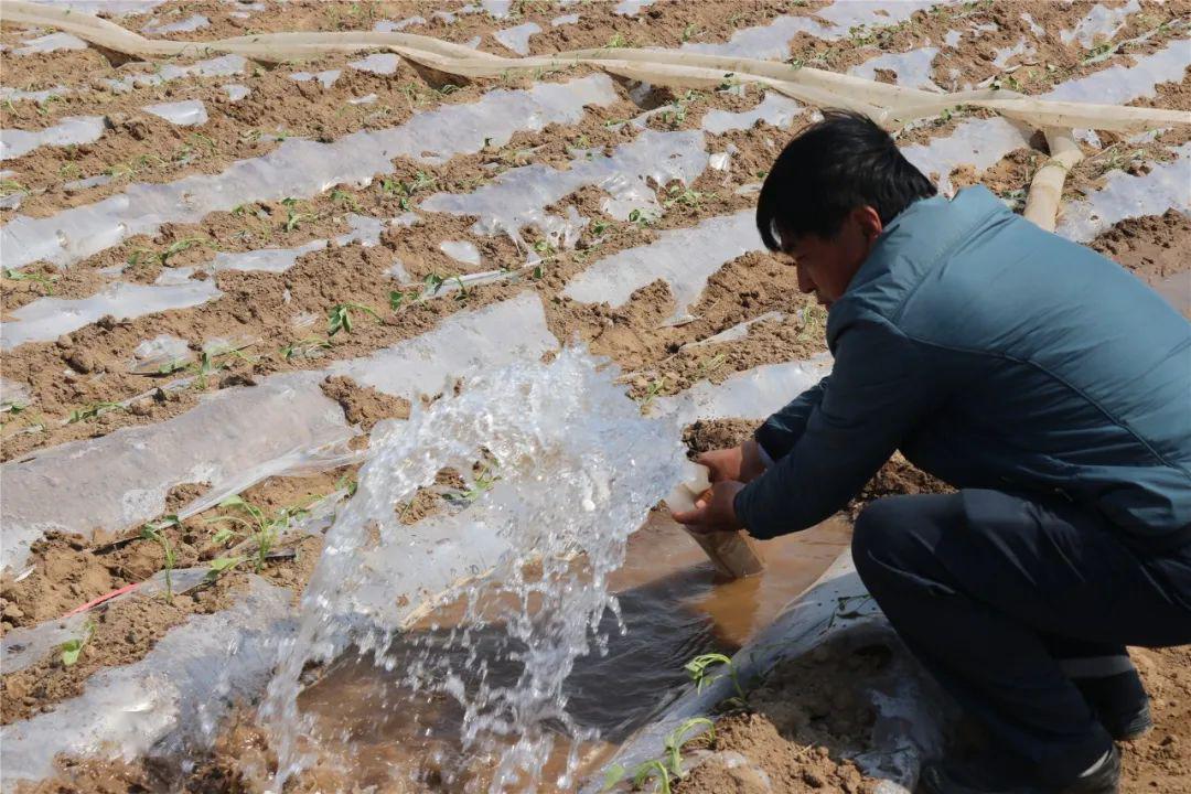 到晚都在地里,盯着别人干也自己亲自干,起垄,覆膜,插秧,浇水样样不落