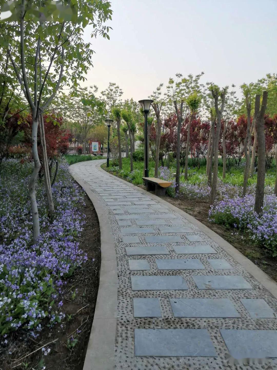 无极县希望公园,早上谁来过