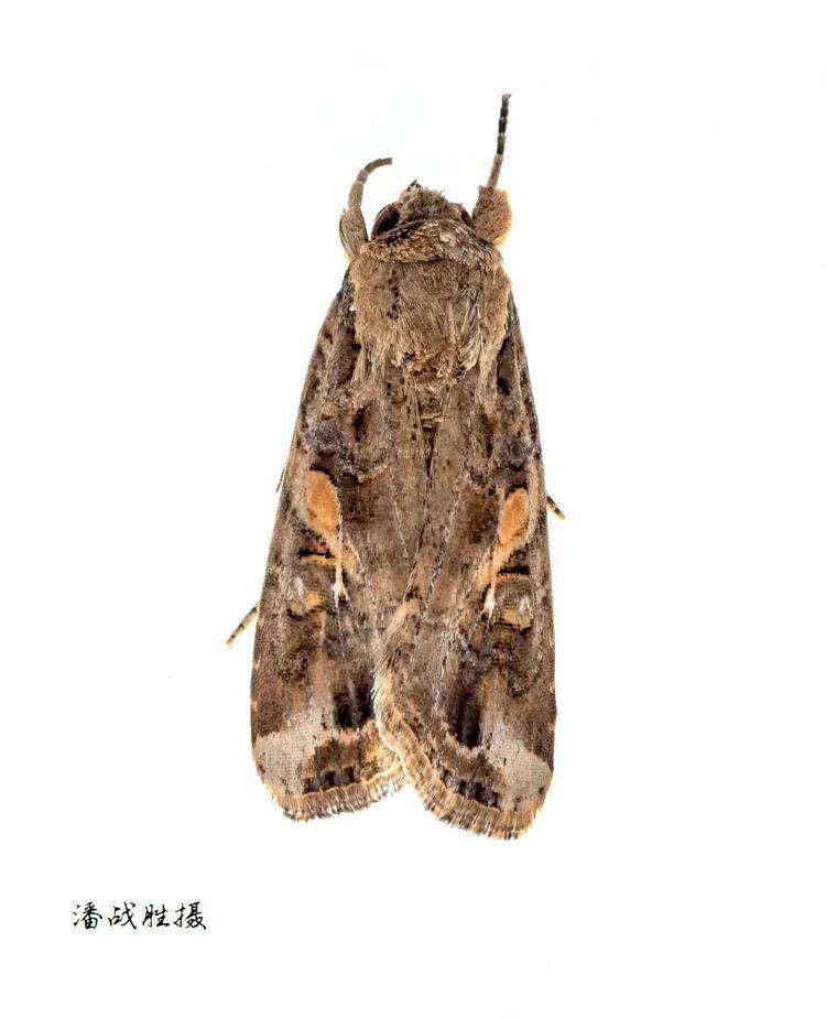 五谷丰草地贪夜蛾实拍高清图鉴整理转载