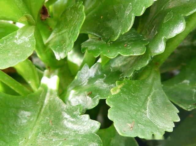 长寿花又黄叶,3大原因找一找,叶子又变绿油油!