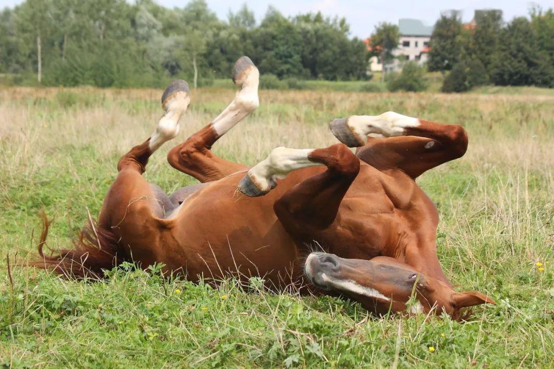 马蹄生长慢伤口愈合慢先别担心有可能是营养不良导致的