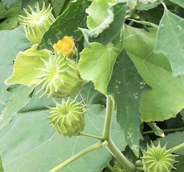 在荒地农地里有1种野生的苘麻像野草其实珍贵值钱