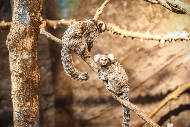 家門口逛動物園龍泉山上觀猛禽五一不出成都看飛禽走獸