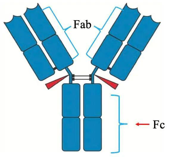 抗原(antigen)一,背景知识(图片来自网络)在解释什么上面这段话到底