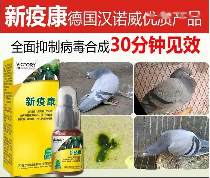 鸽瘟,腺病毒,沙门氏菌,大肠杆菌等引起的采食量下降,肠炎腹泻,水便