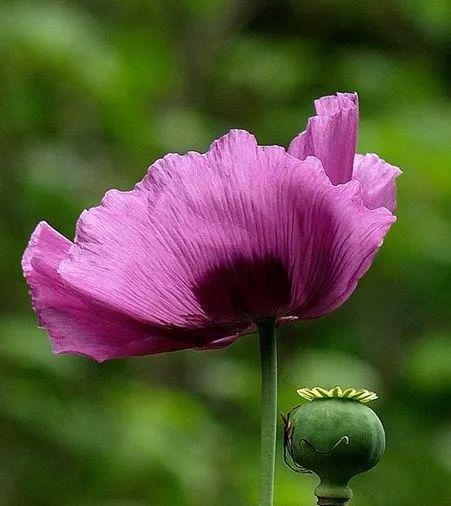 那就是罂粟(俗称"大烟葫芦")有一种"花"是不能碰的!