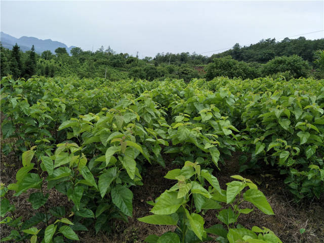 还记得老家的桑叶吗