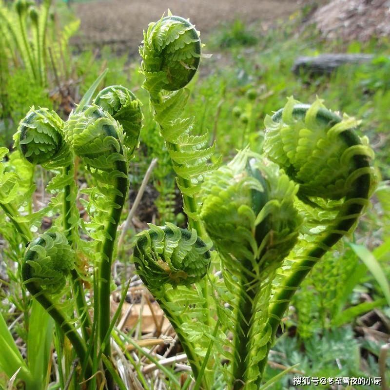 东北常见的10种山野菜在农村经常吃城市很难买得到