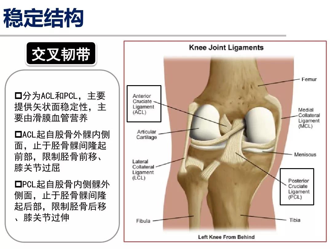 膝關節運動解剖學基礎