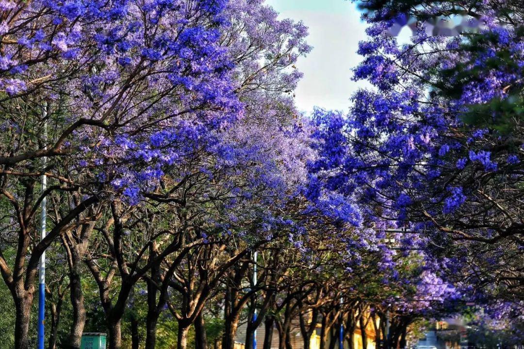 昆明蓝花楹已开好五一这些景区推出优惠活动