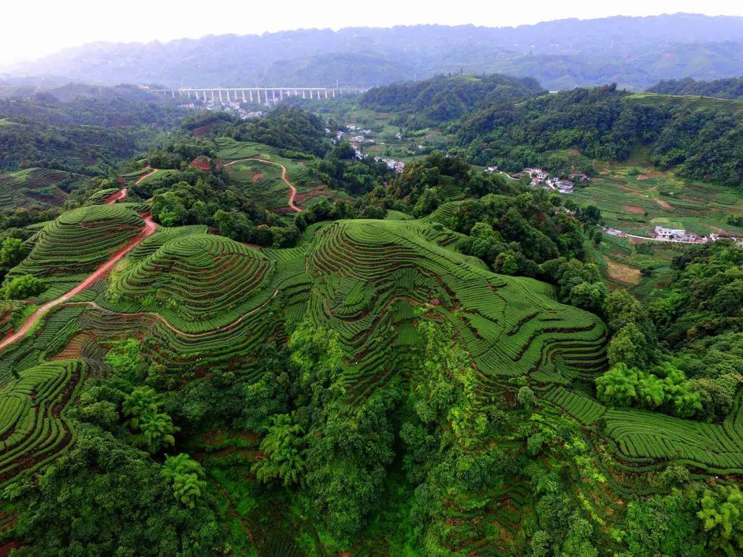 【五一出游季】 打卡世界最美茶乡之大地指纹_茶园