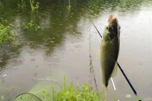 下雨河邊這麼釣魚要想魚獲好打窩釣餌一樣都不能少