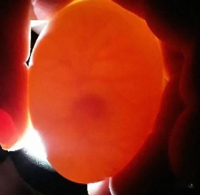 番鸭蛋孵化35天发育图图片