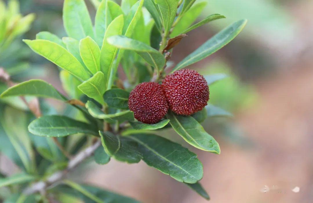 没有它,福建人的夏天是不完整的!_杨梅
