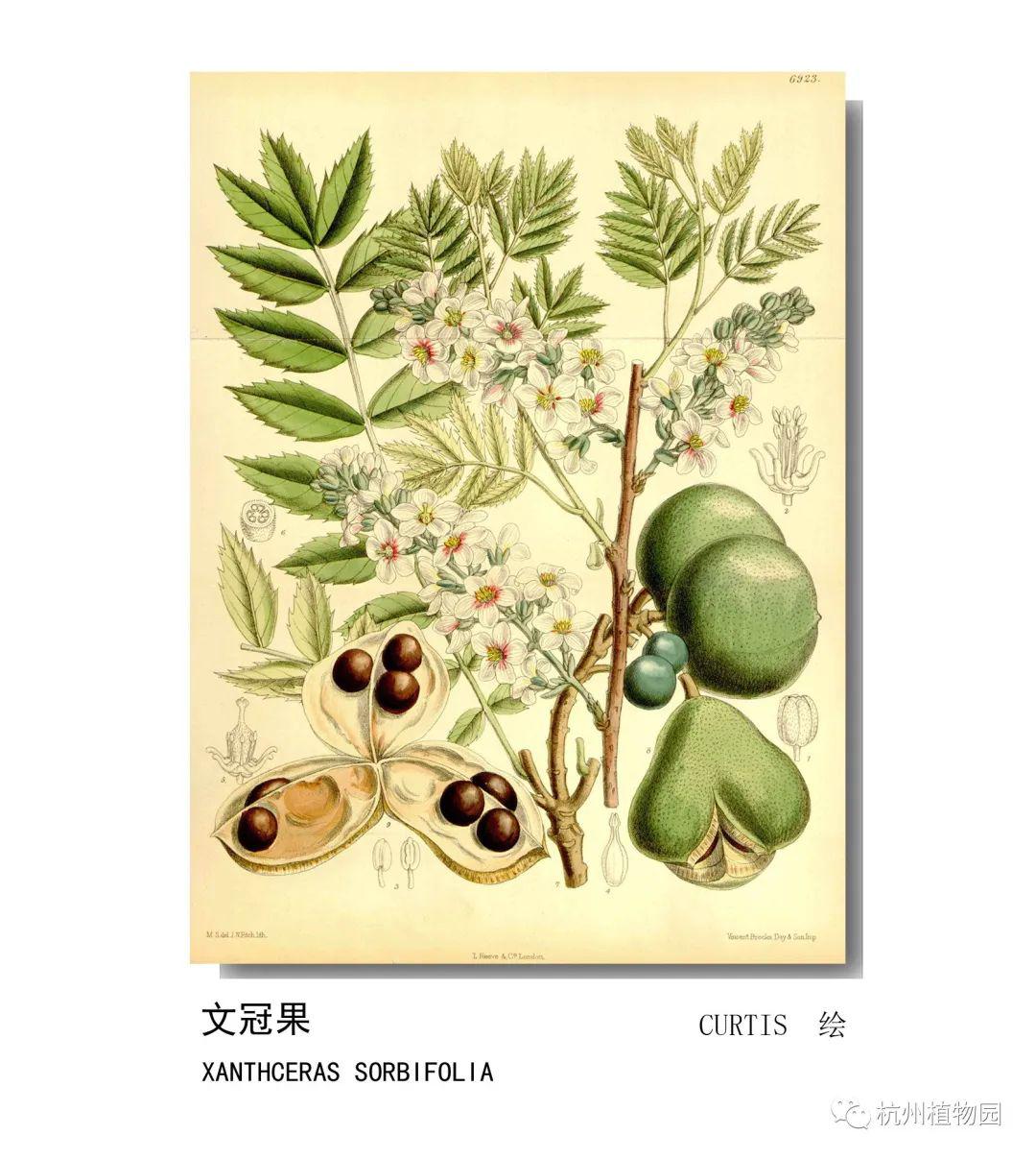 杭州植物园手绘图片