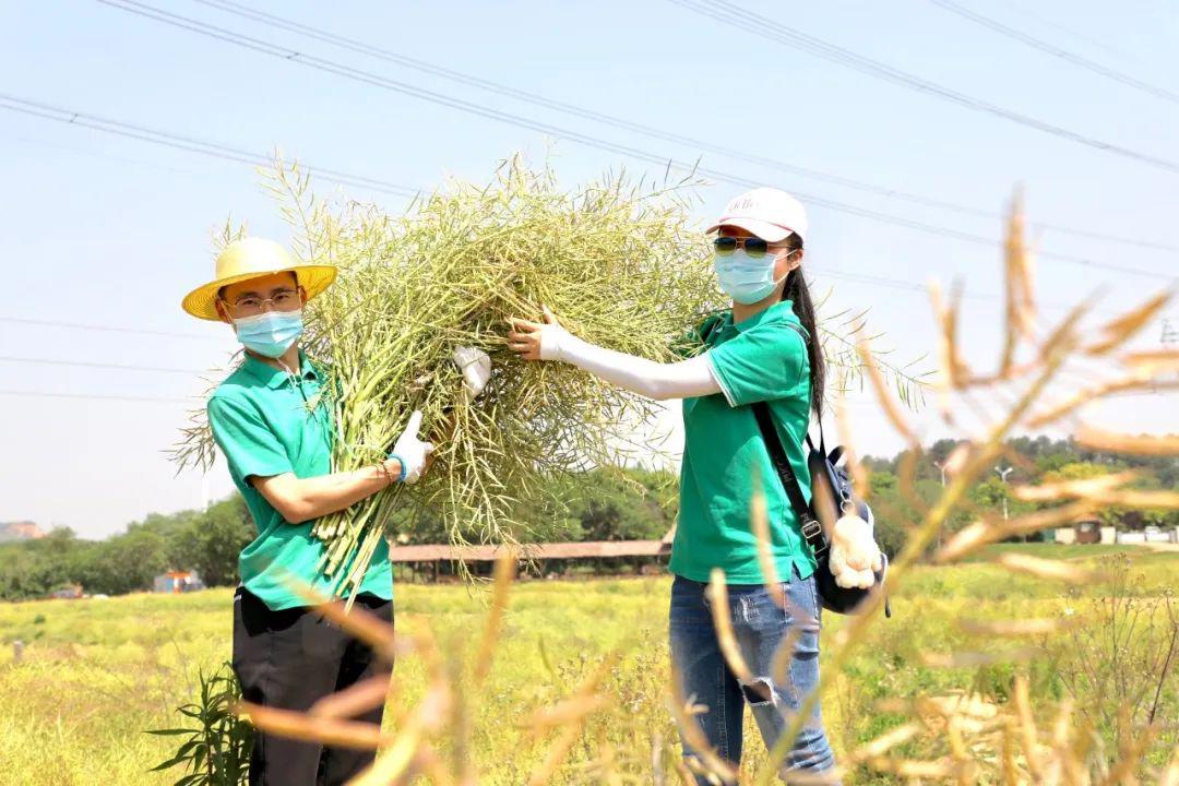 油菜花榨油过程图片