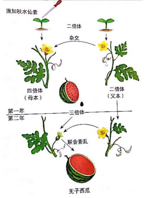 干货   几种育种原理,方法和过程与生物变异