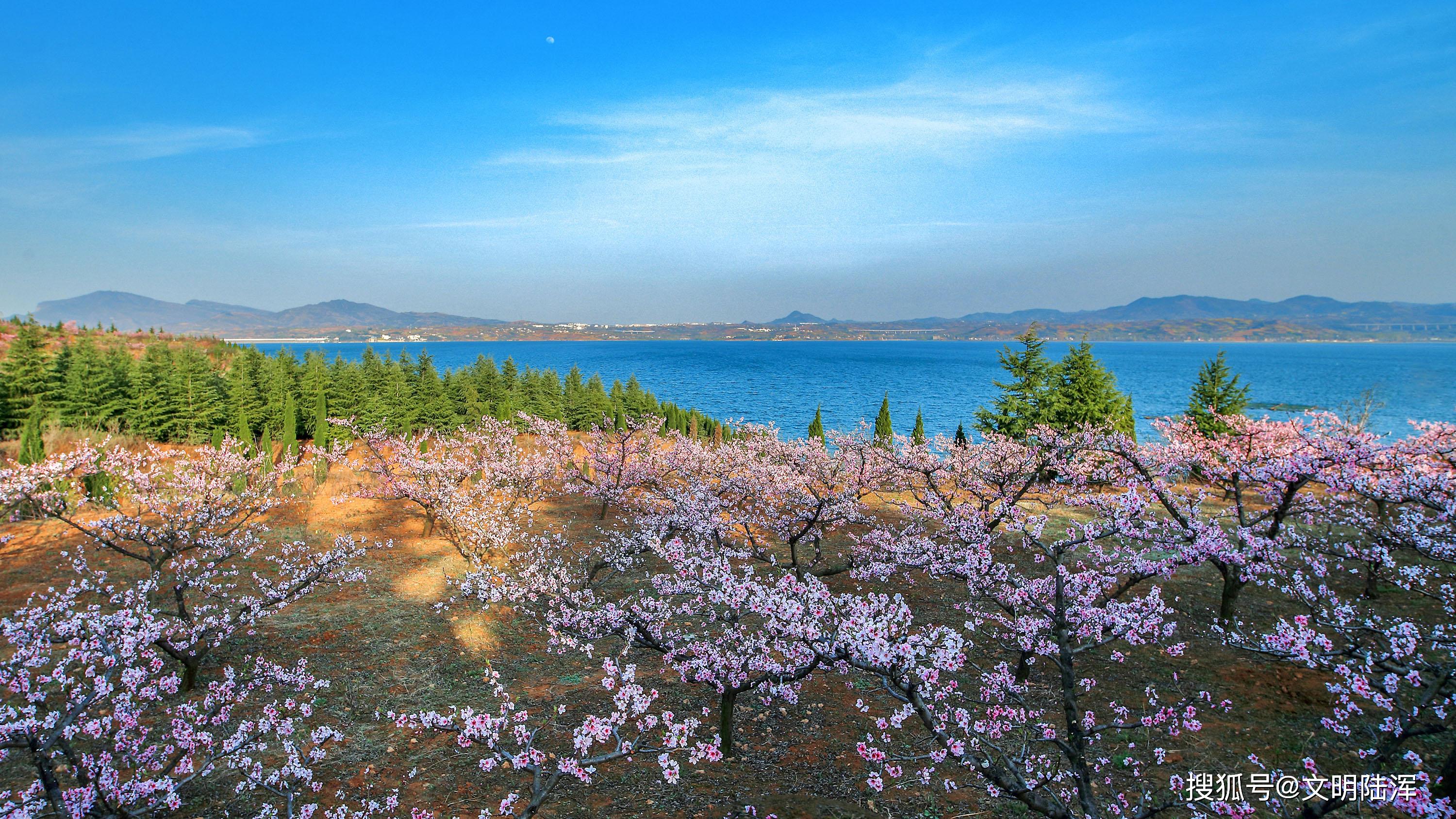 河南洛阳陆浑水库十里桃花竞芳菲