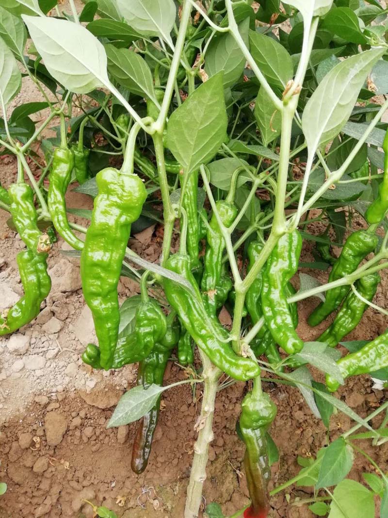 同乐皱皮椒薄皮香椒辣椒种子